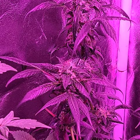 Unknown strain growlog photo: Gsc# 1-4 
Lights 12/12 
Tree #1 LST