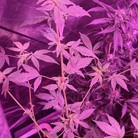 Unknown strain growlog photo: Gsc# 1-4 
Lights 12/12 
Tree #1 LST