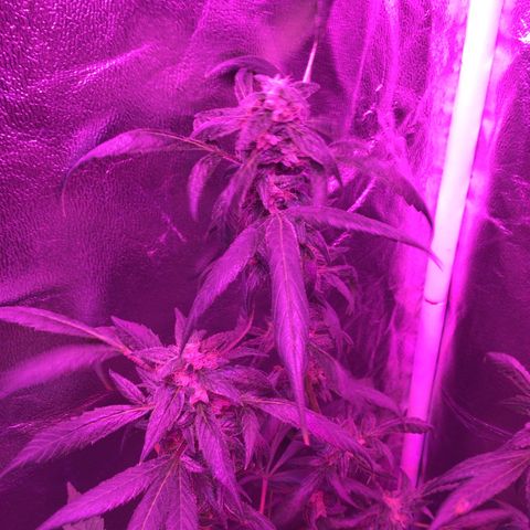 Unknown strain growlog photo: LighrTs 12/12  8 week flower stage gsc 