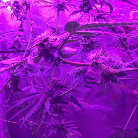 Unknown strain growlog photo: LighrTs 12/12  8 week flower stage gsc 