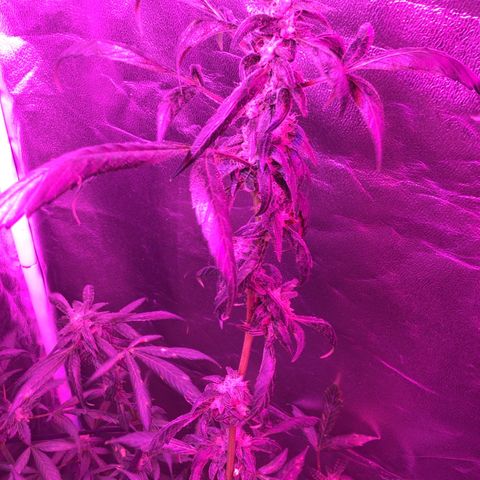 Unknown strain growlog photo: LighrTs 12/12  8 week flower stage gsc 