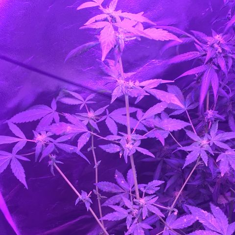 Unknown strain growlog photo: Gsc  trees #1-4