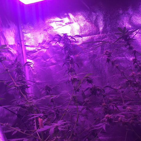 Unknown strain growlog photo: Gsc  trees #1-4
