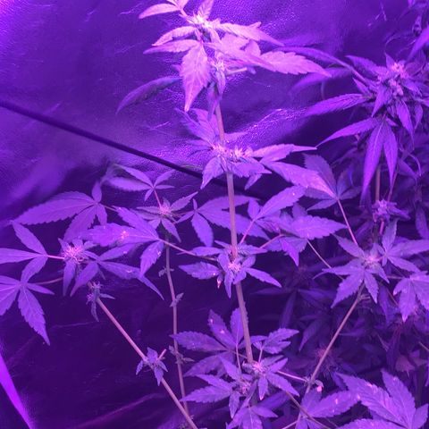 Unknown strain growlog photo: Gsc  trees #1-4