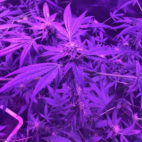 Unknown strain growlog photo: Gsc  trees #1-4