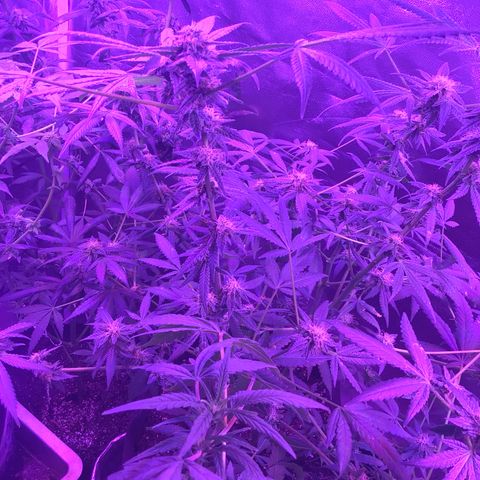 Unknown strain growlog photo: Gsc  trees #1-4