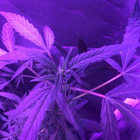 Unknown strain growlog photo: Gsc  trees #1-4