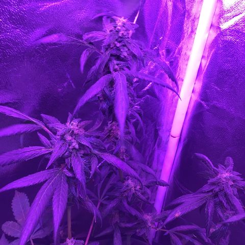 Unknown strain growlog photo: Gsc  trees #1-4
