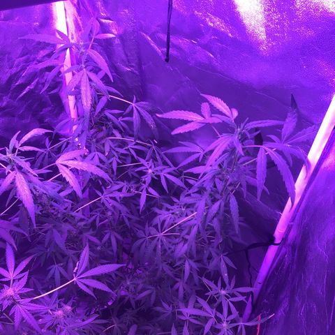 Unknown strain growlog photo: Gsc  trees #1-4