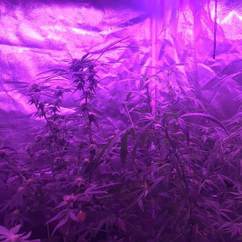 Unknown strain growlog photo: Gsc  trees #1-4