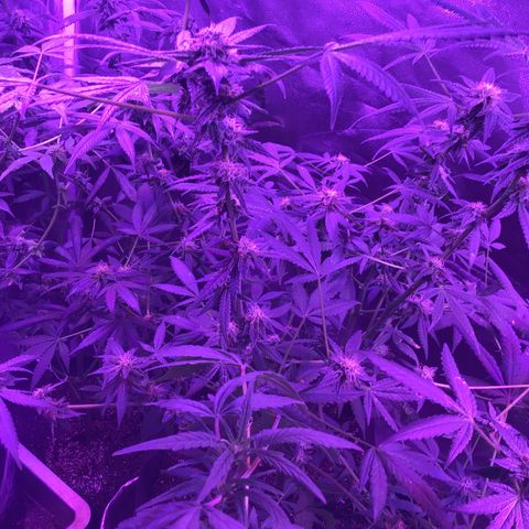 Unknown strain growlog photo: Gsc  trees #1-4