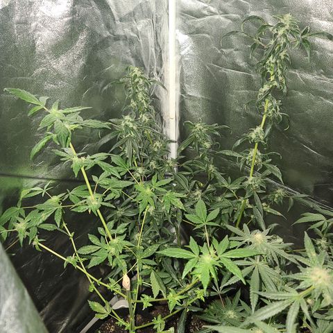 Unknown strain growlog photo: GSC #1-4
8 week flower 
Lights 12/12