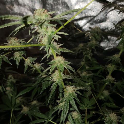 Unknown strain growlog photo: GSC #1-4
8 week flower 
Lights 12/12