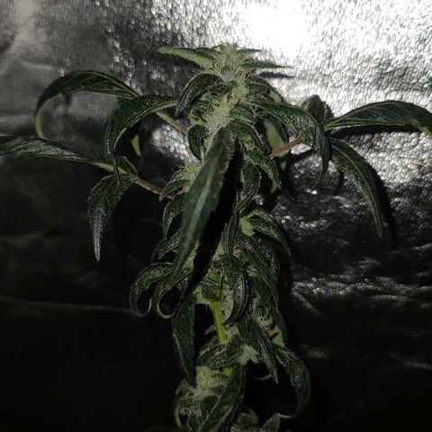Unknown strain growlog photo: GSC #1-4
8 week flower 
Lights 12/12
