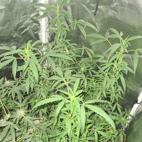 Unknown strain growlog photo: GSC #1-4
8 week flower 
Lights 12/12