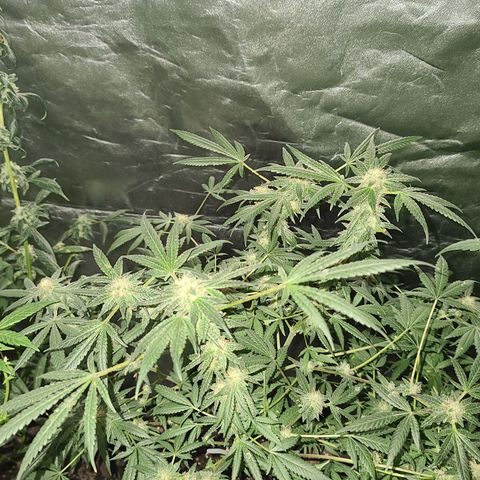 Unknown strain growlog photo: GSC #1-4
8 week flower 
Lights 12/12