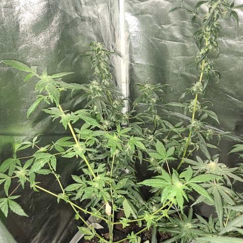 Unknown strain growlog photo: GSC #1-4
8 week flower 
Lights 12/12