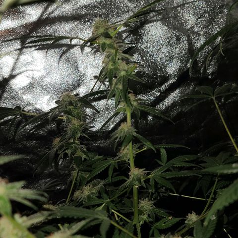 Unknown strain growlog photo: GSC #1-4
8 week flower 
Lights 12/12