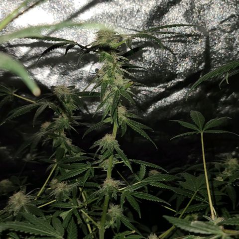 Unknown strain growlog photo: GSC #1-4
8 week flower 
Lights 12/12