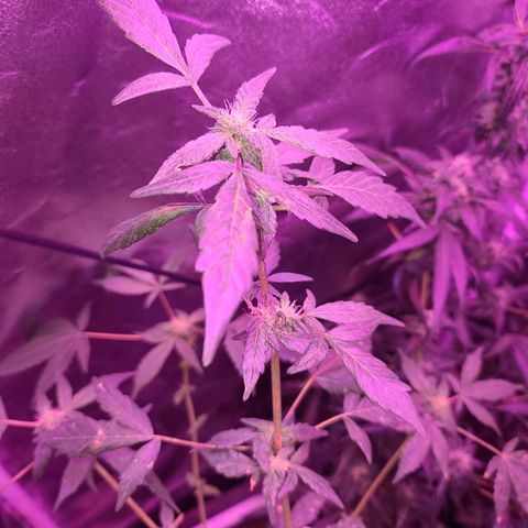 Unknown strain growlog photo: Gsc week 8 flower 
Tree #1-4 
Fed beastie blooms 1/2 gallon per plant
1.25 cc beastie blooms