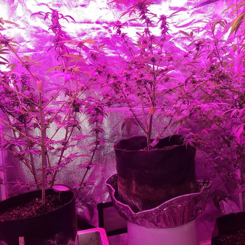 Unknown strain growlog photo: Gsc week 8 flower 
Tree #1-4 
Fed beastie blooms 1/2 gallon per plant
1.25 cc beastie blooms