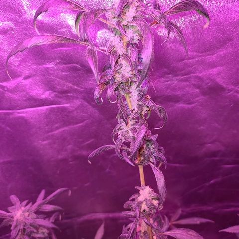 Unknown strain growlog photo: Gsc week 8 flower 
Tree #1-4 
Fed beastie blooms 1/2 gallon per plant
1.25 cc beastie blooms