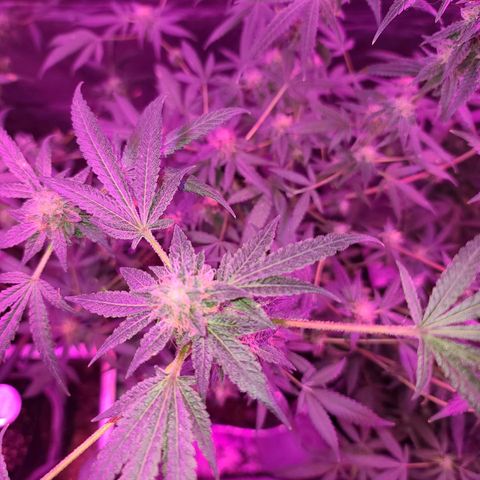 Unknown strain growlog photo: Gsc week 8 flower 
Tree #1-4 
Fed beastie blooms 1/2 gallon per plant
1.25 cc beastie blooms