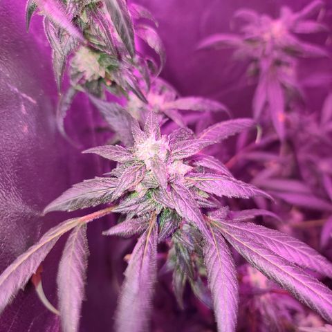 Unknown strain growlog photo: Gsc week 8 flower 
Tree #1-4 
Fed beastie blooms 1/2 gallon per plant
1.25 cc beastie blooms
