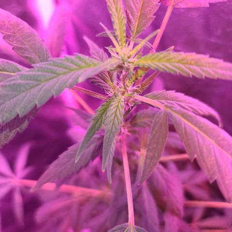 Unknown strain growlog photo: Gsc week 8 flower 
Tree #1-4 
Fed beastie blooms 1/2 gallon per plant
1.25 cc beastie blooms