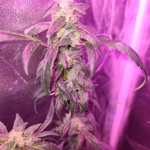 Unknown strain growlog photo: Gsc week 8 flower 
Tree #1-4 
Fed beastie blooms 1/2 gallon per plant
1.25 cc beastie blooms