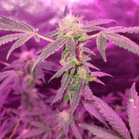 Unknown strain growlog photo: Gsc week 8 flower 
Tree #1-4 
Fed beastie blooms 1/2 gallon per plant
1.25 cc beastie blooms