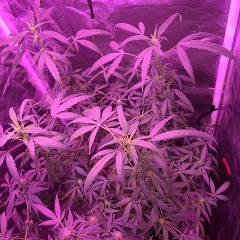 Unknown strain growlog photo: Gsc week 8 flower 
Tree #1-4 
Fed beastie blooms 1/2 gallon per plant
1.25 cc beastie blooms
