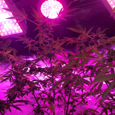 Unknown strain growlog photo: Gsc week 8 flower 
Tree #1-4 
Fed beastie blooms 1/2 gallon per plant
1.25 cc beastie blooms
