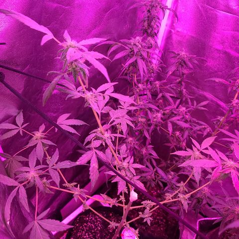 Unknown strain growlog photo: GSC TREES #1-4
8week of flower
12/12 lights