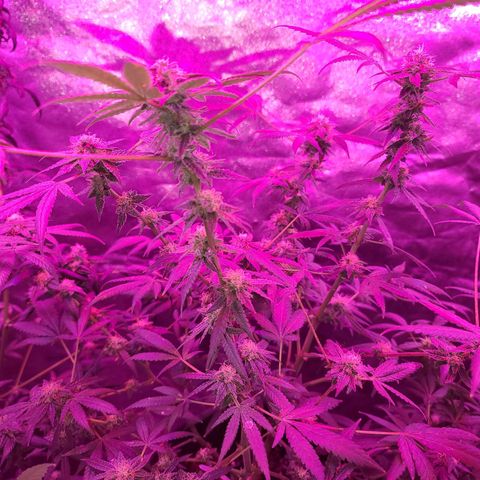 Unknown strain growlog photo: GSC TREES #1-4
8week of flower
12/12 lights