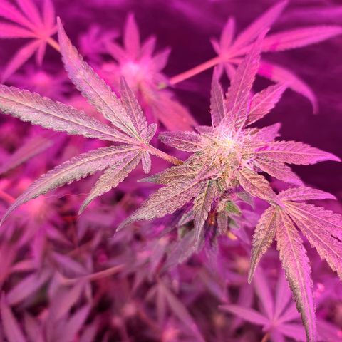 Unknown strain growlog photo: GSC TREES #1-4
8week of flower
12/12 lights