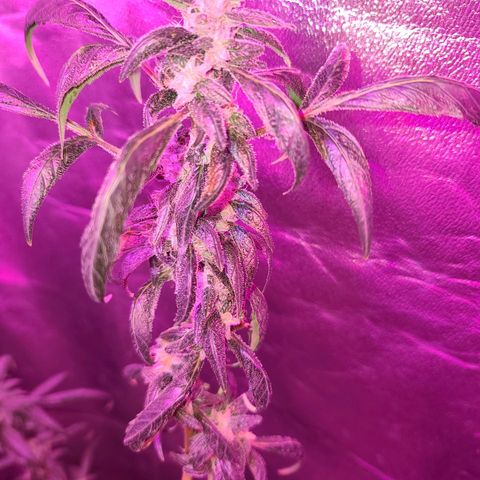 Unknown strain growlog photo: GSC TREES #1-4
8week of flower
12/12 lights