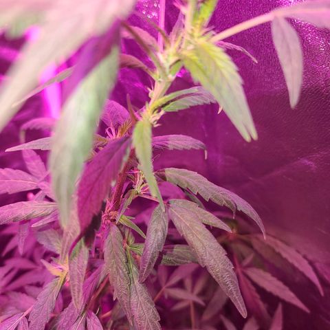 Unknown strain growlog photo: GSC TREES #1-4
8week of flower
12/12 lights