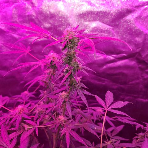 Unknown strain growlog photo: GSC TREES #1-4
8week of flower
12/12 lights
