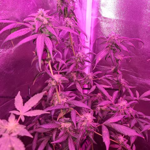 Unknown strain growlog photo: GSC TREES #1-4
8week of flower
12/12 lights