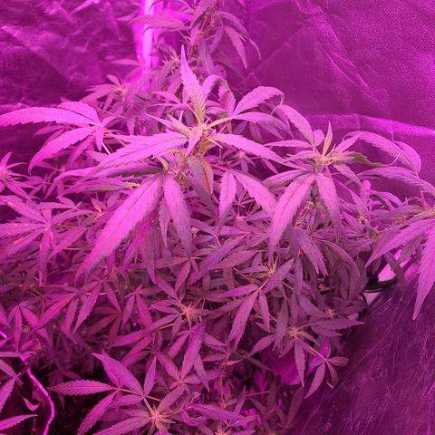 Unknown strain growlog photo: GSC TREES #1-4
8week of flower
12/12 lights