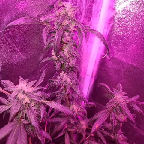 Unknown strain growlog photo: GSC TREES #1-4
8week of flower
12/12 lights
