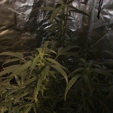 Unknown strain growlog photo: Feed 1 gallon 4 plants no nutrients 

