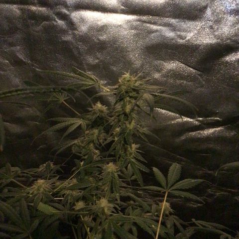 Unknown strain growlog photo: Feed 1 gallon 4 plants no nutrients 

