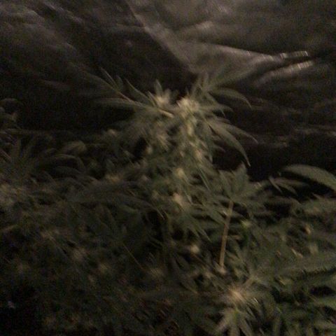 Unknown strain growlog photo: Feed 1 gallon 4 plants no nutrients 

