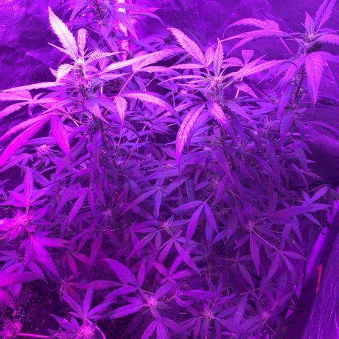 Unknown strain growlog photo: Feed