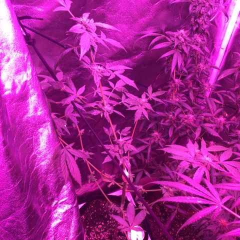 Unknown strain growlog photo: Feed