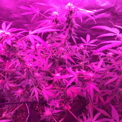 Unknown strain growlog photo: Feed