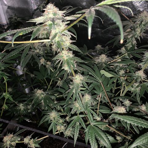 Unknown strain growlog photo: Feed