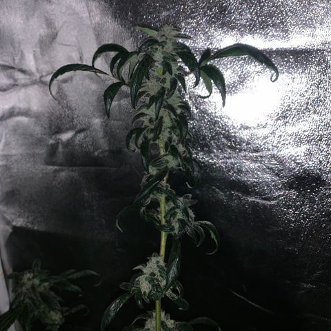 Unknown strain growlog photo: Feed